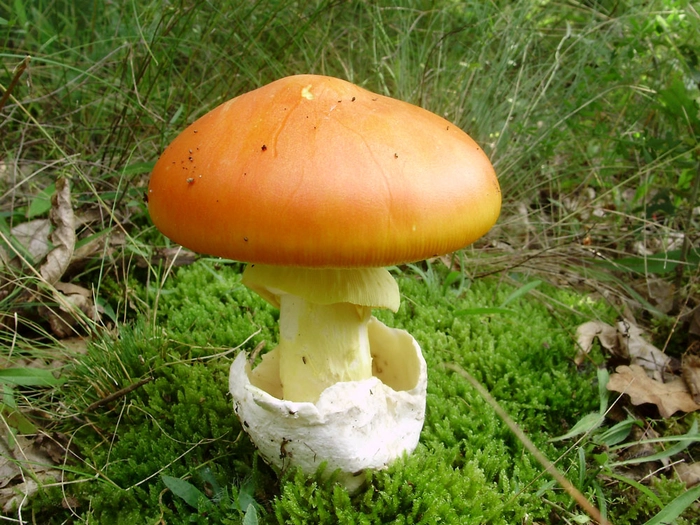ciuperca craita