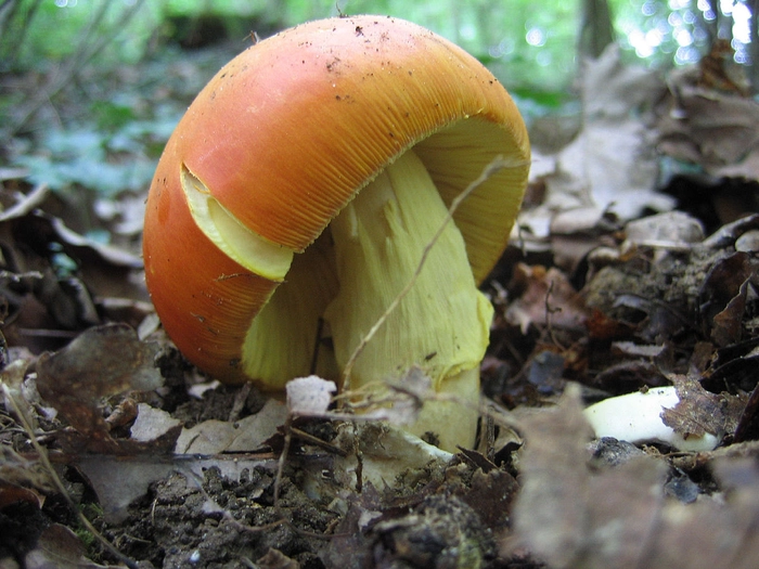 craita ciuperca