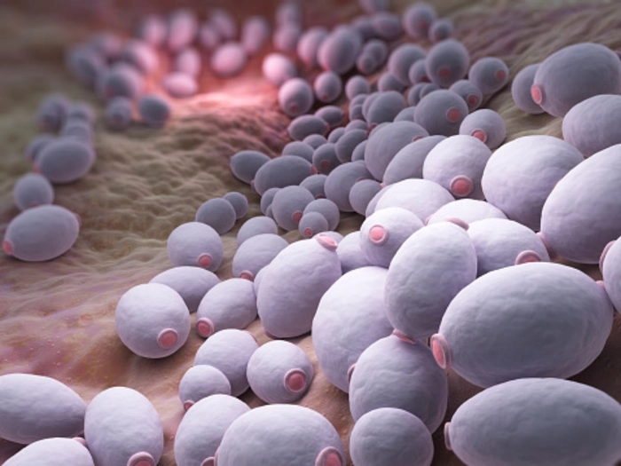 bacterii la nivelul florei vaginale