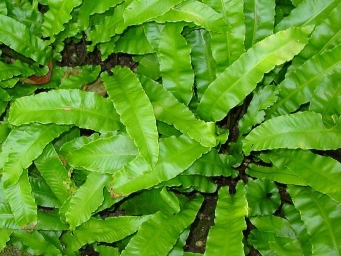 limba cerbului in natura
