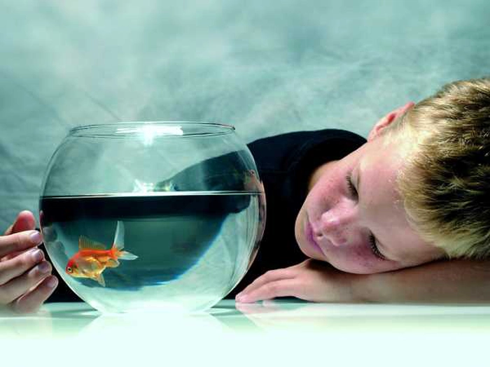 baiat care se uita intr-un acvarium cu peste