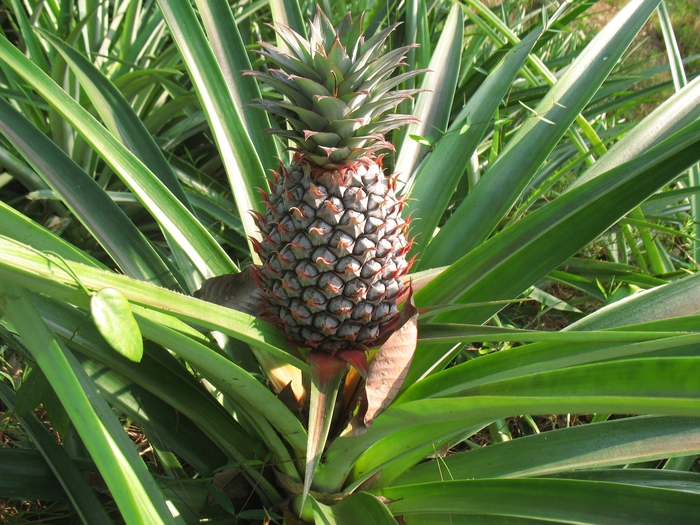 un ananas care creste