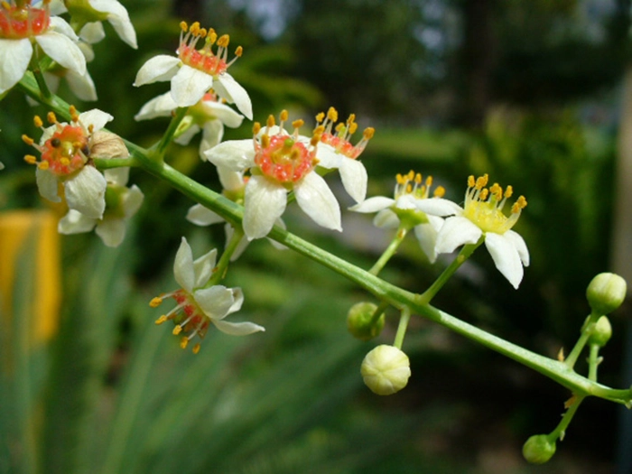 floare de tamaie pe copac