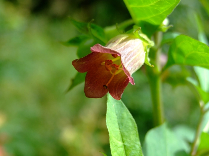 floare de mătrăgună