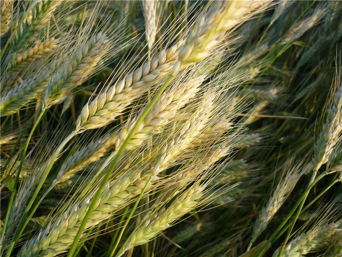 triticale intr-un camp