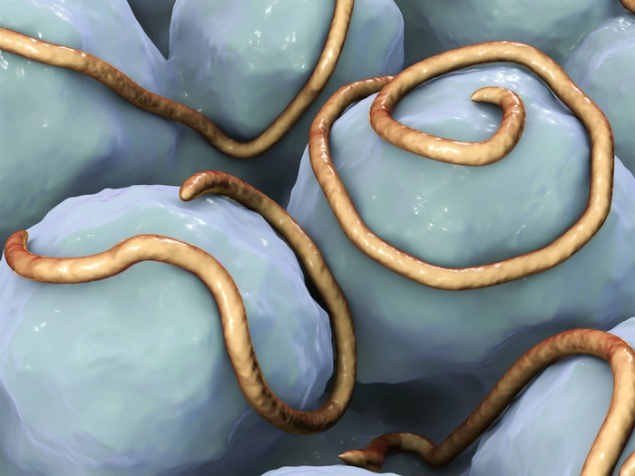 viermi intestinale 