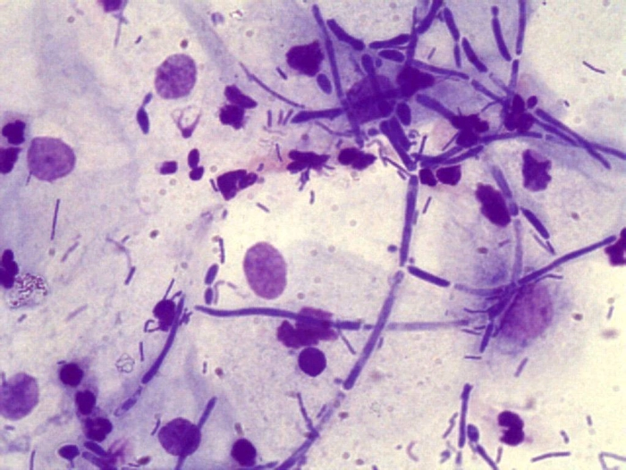celule epiteliale la nivel microscopic