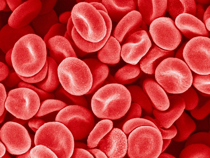 trombocite la nivelul microscopului