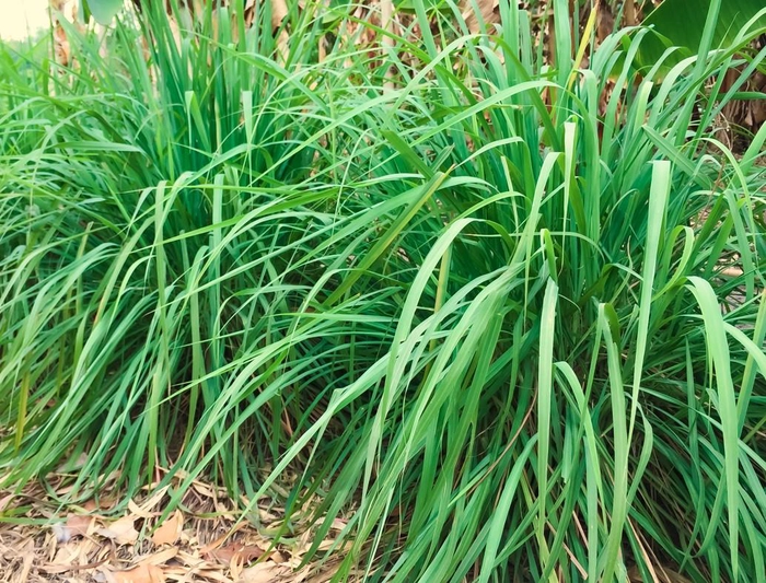 frunze de citronela
