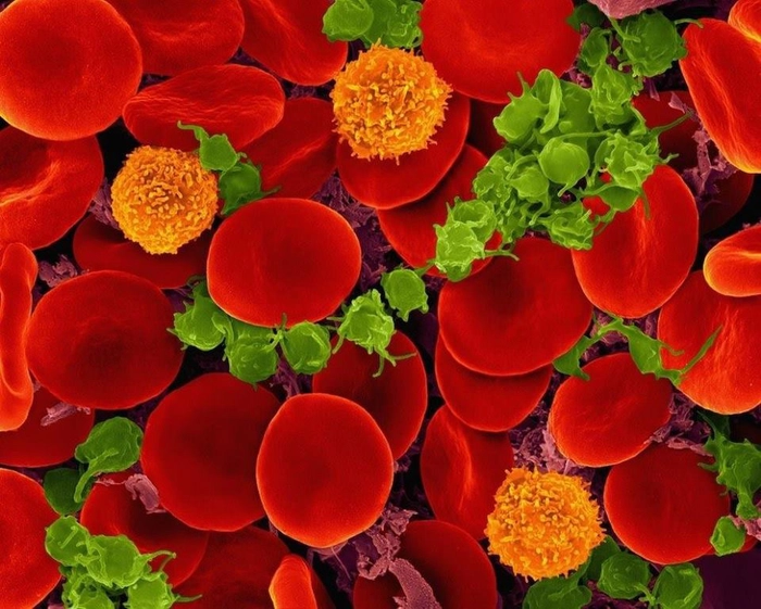 grafica analiza de trombocite la nivelul microscopului