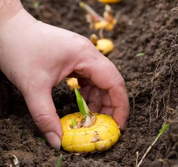 persoana care sadeste un bulb in pamant