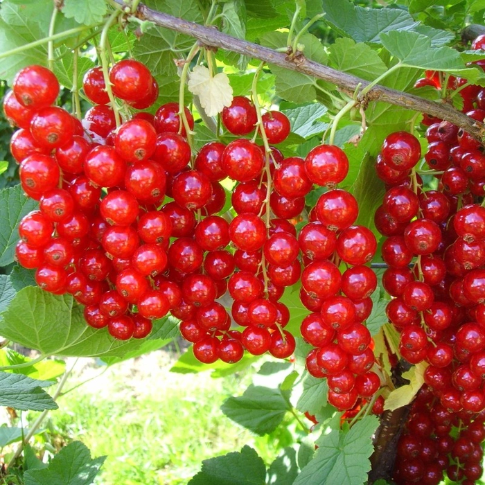 ciorchine cu coacaze
