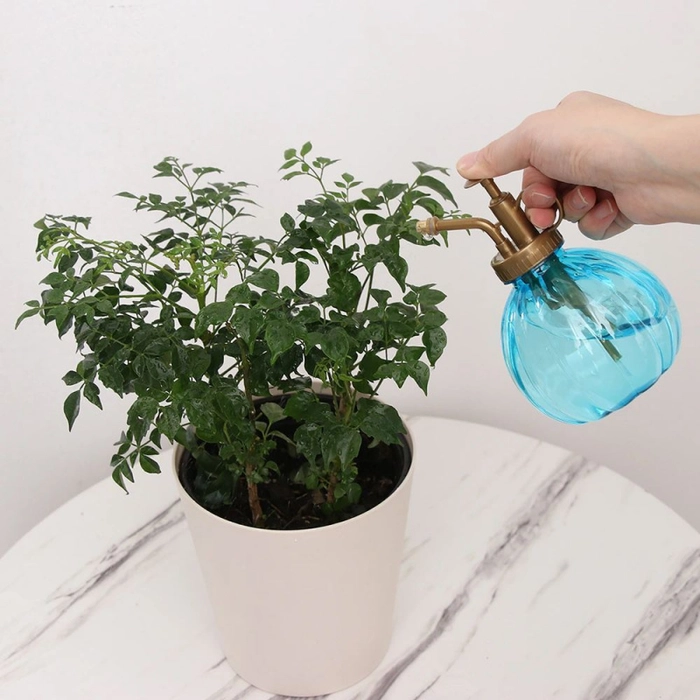 persoana care stropeste cu insecticid o planta de camera