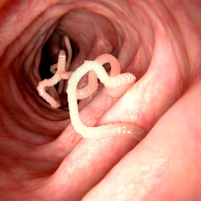 grafica paraziti intestinali