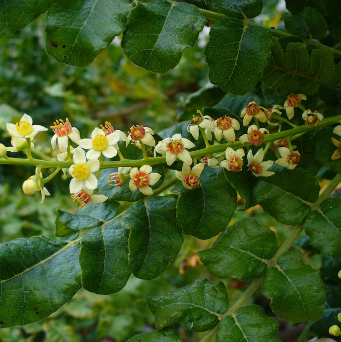 floare de tamaie pe copac