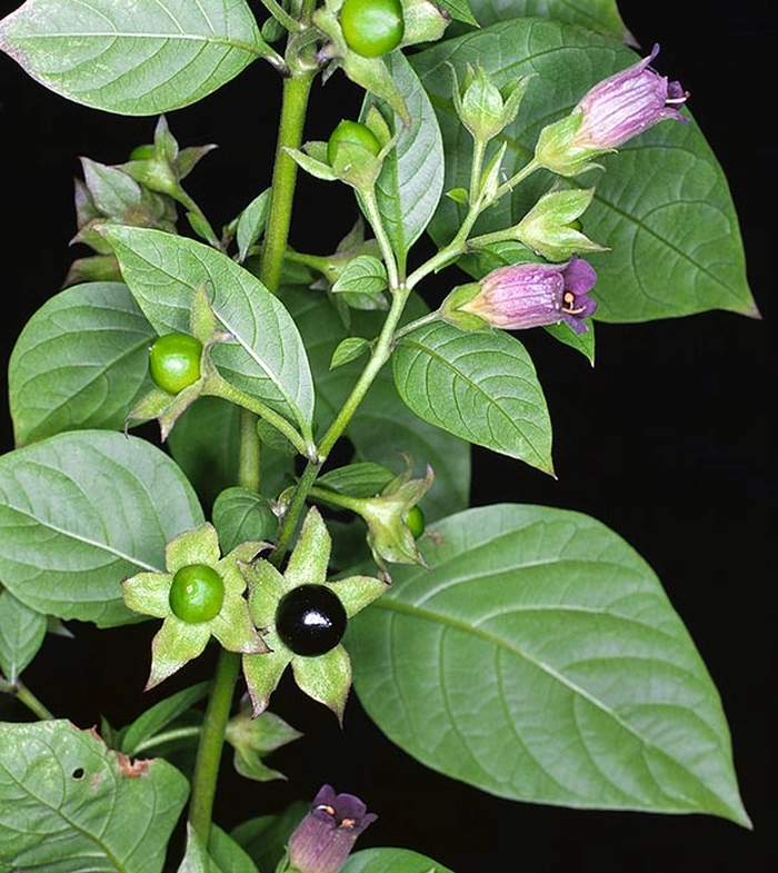 fructe de nebunele coapte