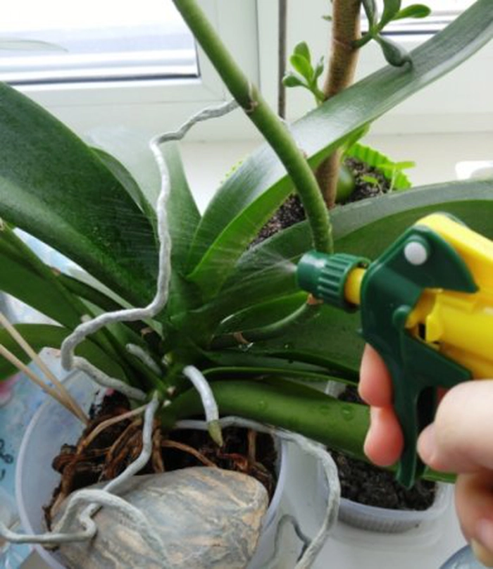 planta pulverizata cu acid succinic