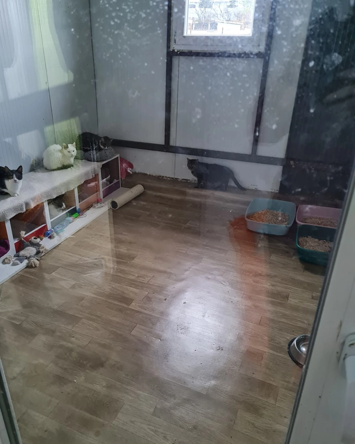 incapere din Casuta Pisiceasca