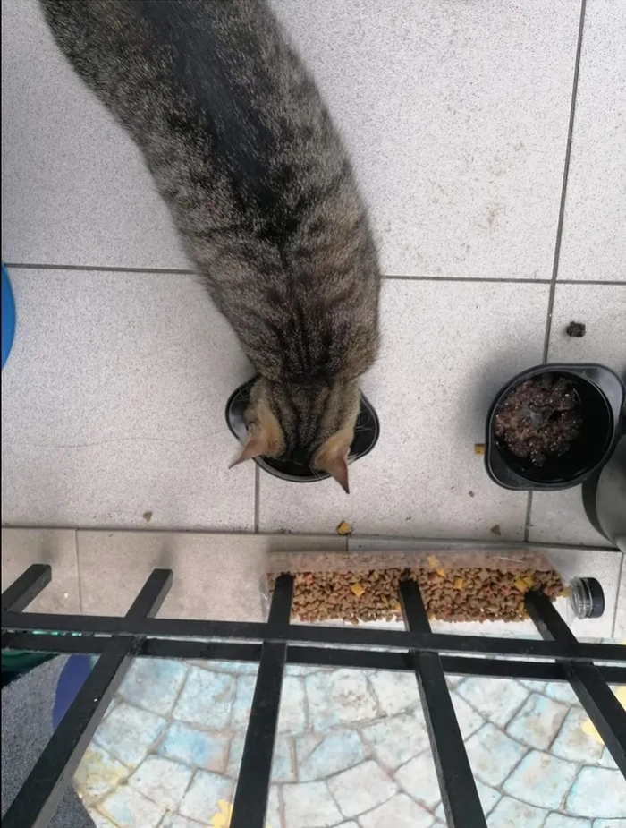  doua pisici, una care mananca si cealalta priveste spre camera
