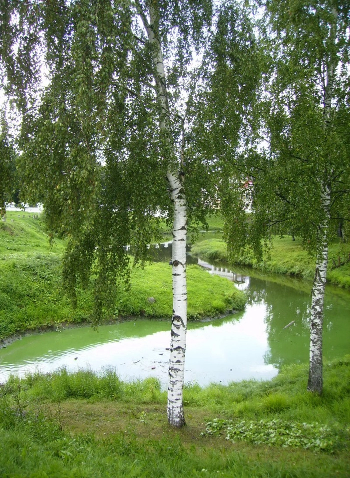 mai multi copaci langa un lac