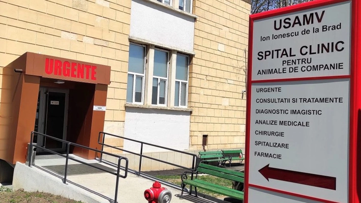 Spitalul Veterinar de la USV Iași are nevoie de sânge. Medicii îi roagă pe ieșeni să aducă câinii la clinică pentru recoltare! Gestul aduce o mulțime de beneficii