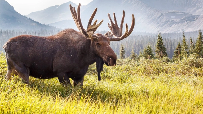 Elanul revine în România! Proiect-mamut de conservare și educație ecologică în Ținutul Zimbrului