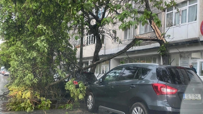 Crengi rupte de furtună pe strada Vitejilor! Mașini avariate în Iași