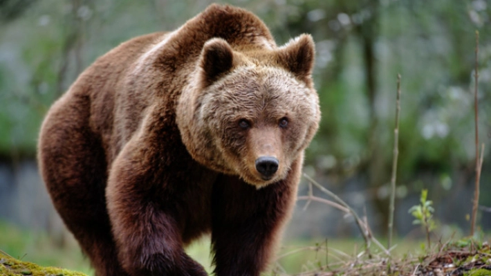 Alertă în Neamț: Urs semnalat în comuna Fărcașa. Locuitorii au primit mesaj Ro-Alert
