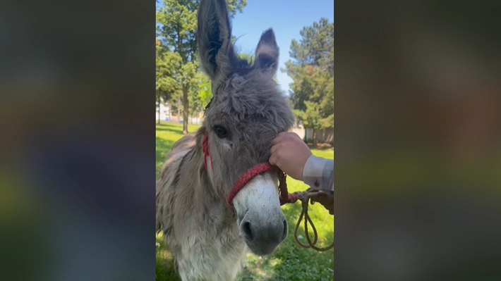 Pablito, măgărușul cu suflet de Ardeal este noua mascotă de la Facultatea de Medicină Veterinară din Iași