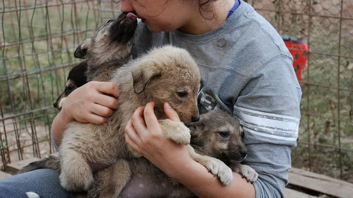 Ce obligații legale au românii care adoptă animale de pe stradă! Puțini știu de această regulă!