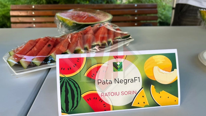 Degustare de pepeni în plină desfășurare la USV Iași. Aproximativ 50 de soiuri pot fi gustați