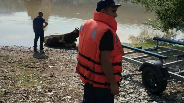 O vacă a fost salvată din apele râului Bistrița, printre buștenii aduși de viituri, în Poiana Largului
