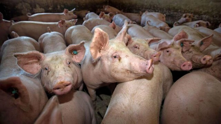 Iașul nu mai are niciun focar de PPA în gospodării! Situația la nivel național