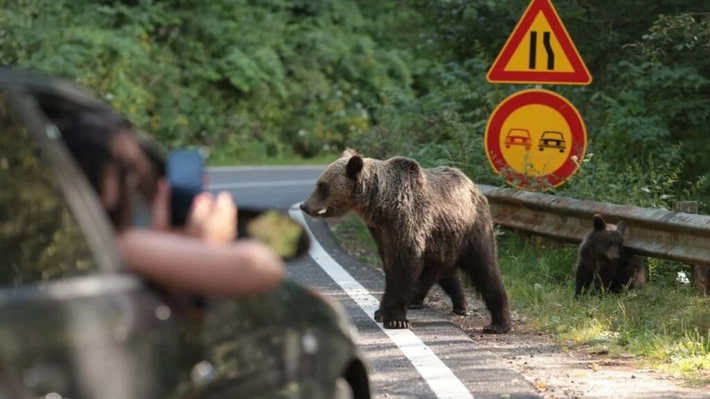 Tânără de 18 ani, mușcată de urs pe Transfăgărășan! Turista ucraineancă a ajuns de urgență la spital! 