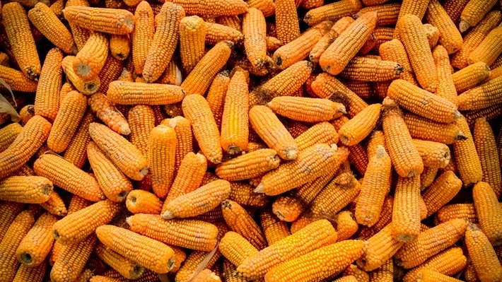 Lovitură de 10 miliarde de dolari pentru Ucraina! SUA profită de criza cerealelor din Europa