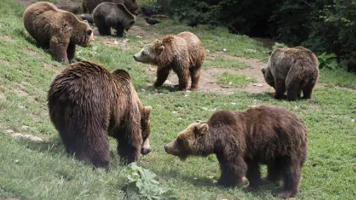 Câți urși pot fi împușcați în acest an după modificarea Legii vânătorii