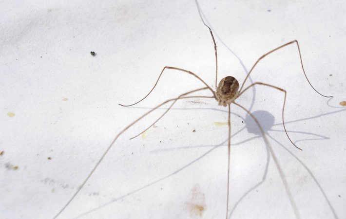 păianjen de casă cu picioare lungi