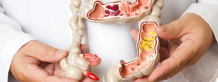 anatomie tub digestiv