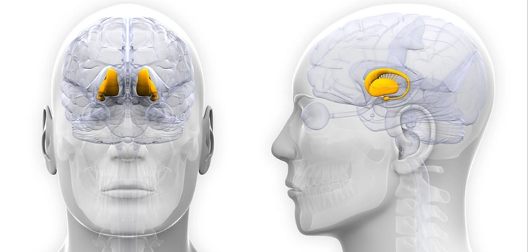 grafica unde se observa glanda pituitara în profil și lateral