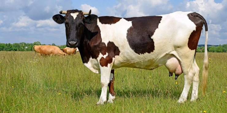 o vaca pe pasune