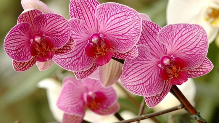 ghiveci cu orhidee