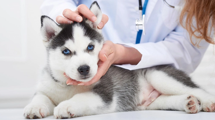 un husky la veterinar