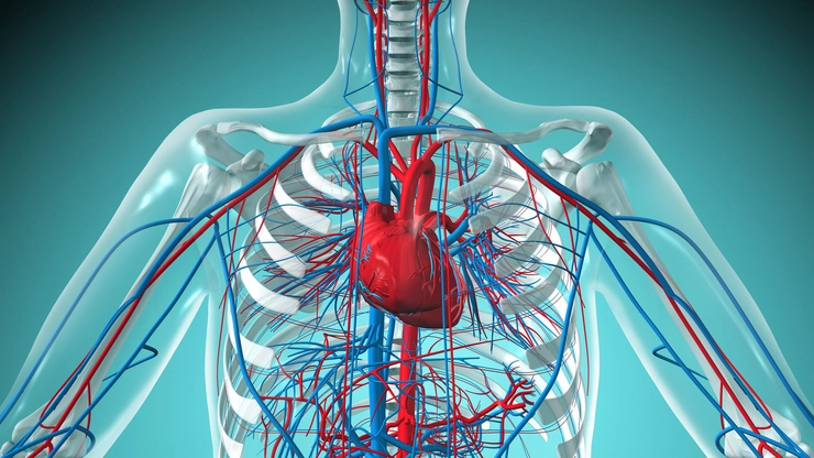 grafica sistemul circulator la oameni