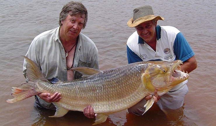 peștele-tigru goliath în brațele a doi pescari