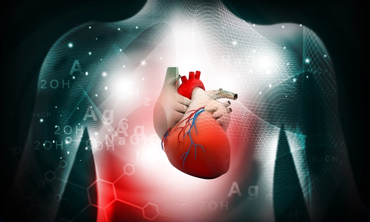 grafica corpului uman in care se ecidentiaza inima