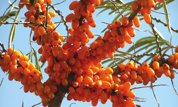 fructe de cătină în copac