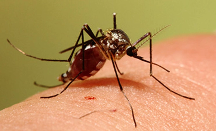 un țânțar din specia Aedes