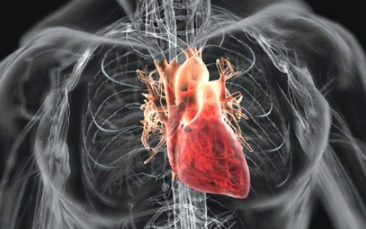 grafica inima unei persoane