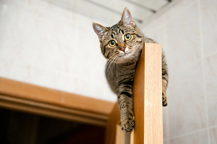 pisica urcata pe usa