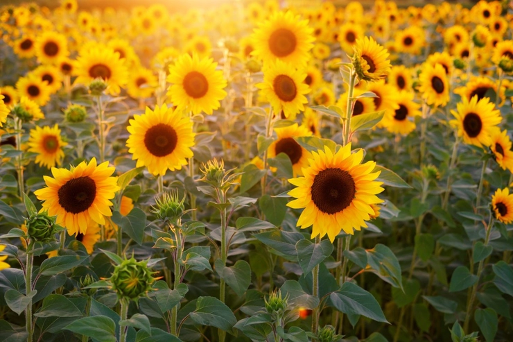 camp floarea soarelui